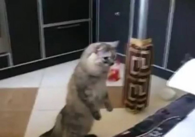 Η γάτα που τρελαίνεται για τον εκτυπωτή