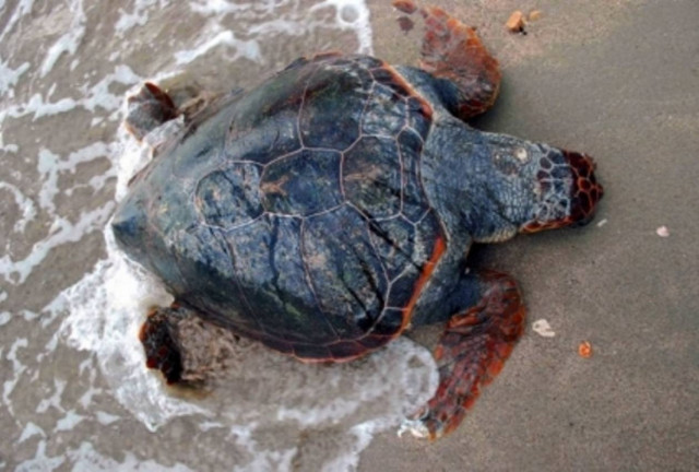 Νεκρή καρέτα καρέτα στη Χαλκιδική