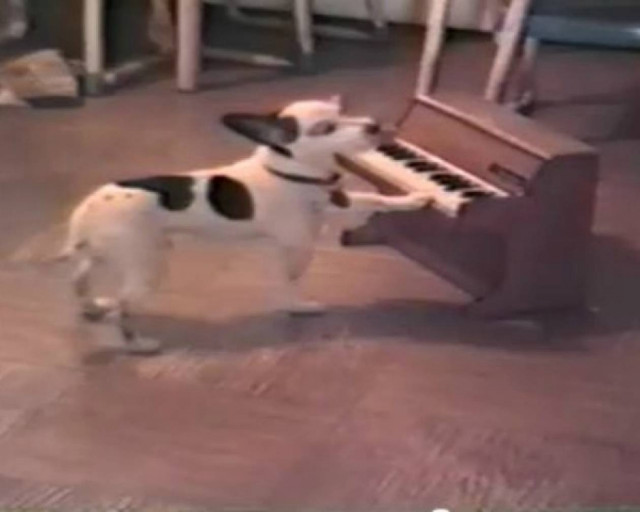 Απίστευτος σκύλος παίζει πιάνο και... τραγουδάει!