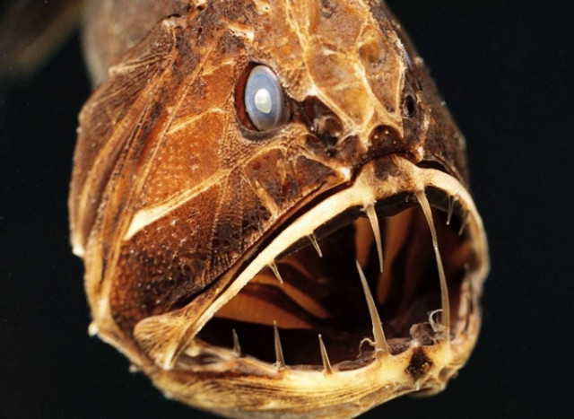 Τα παράξενα πλάσματα της θάλασσας