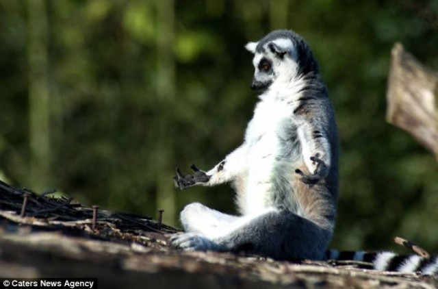 Ένας χαλαρός λεμούριος