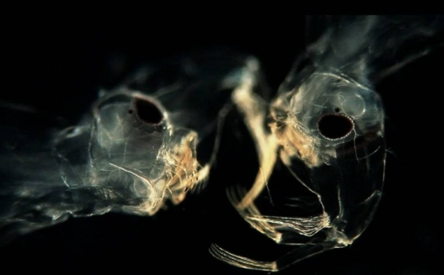 Τα τρομακτικά τέρατα που ζουν σε μια σταγόνα νερό!