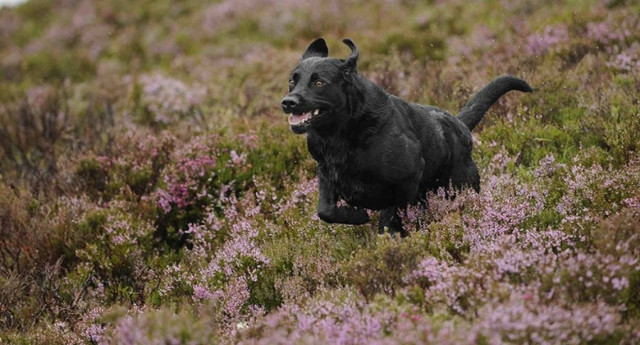 Σκύλος σκότωσε άνθρωπο