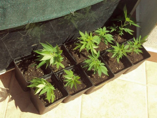 Αγρότης καλλιεργούσε χασίς με υπερσύγχρονες μεθόδους