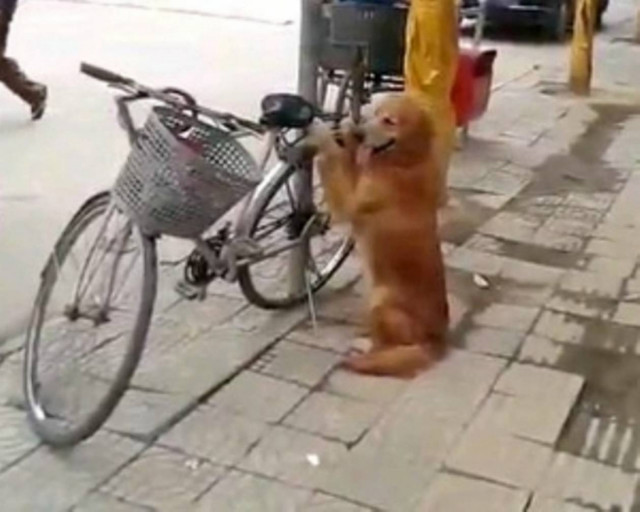 Ο καλύτερος σκύλος - φύλακας ποδηλάτου που έχετε δει!