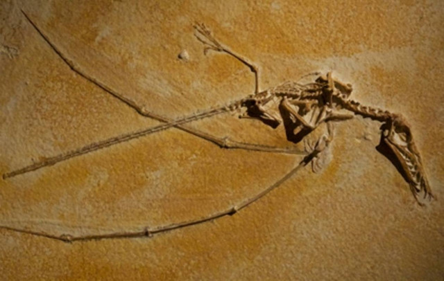 Βρέθηκαν λείψανα άγνωστου όντος στις ΗΠΑ