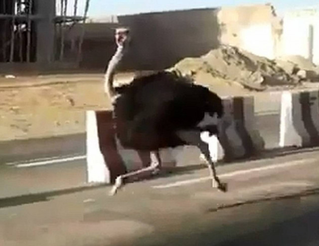 Η στρουθοκάμηλος το ‘σκασε!