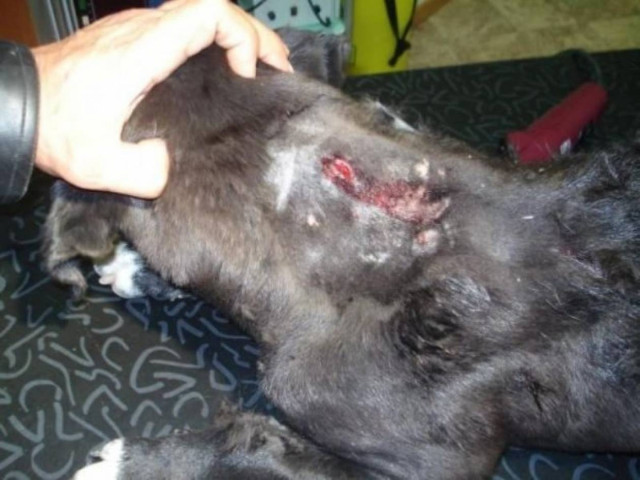 Μαχαίρωσε σκύλο επειδή πλησίασε το φαγητό του!