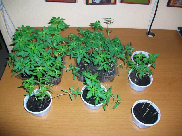 Καλλιεργούσε στο σπίτι του 135 δενδρύλλια κάνναβης!