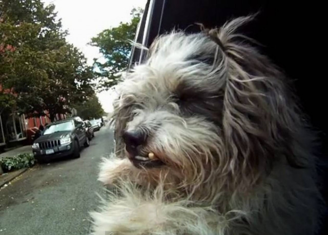 Οι βόλτες των σκύλων με αυτοκίνητο