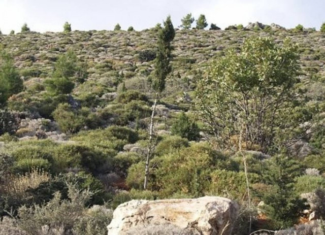 Εντοπίστηκε εκρηκτική ύλη στο δάσος Ηρακλείου