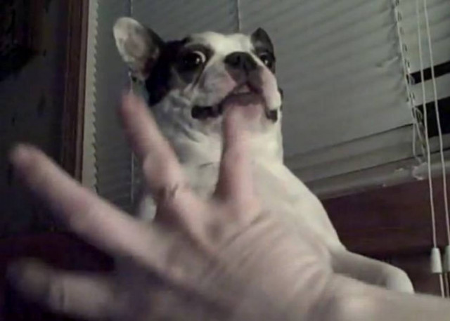 Ο σκύλος και το γαργαλητό