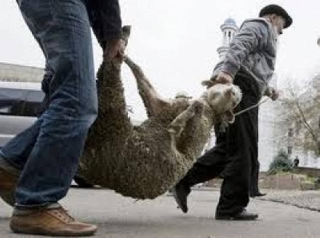 Πρόβατα έφαγαν χασισοκαλλιέργεια