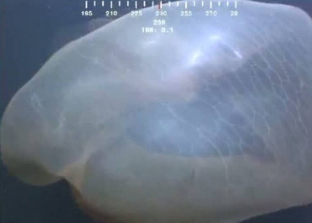 Βίντεο: Περίεργο πλάσμα στα βάθη της θάλασσας