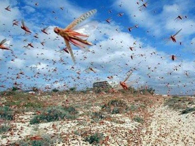 Επιδρομή ακρίδων στη Λέσβο!