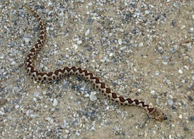 Φίδι έκανε …βόλτες σε προαύλιο σχολείου!