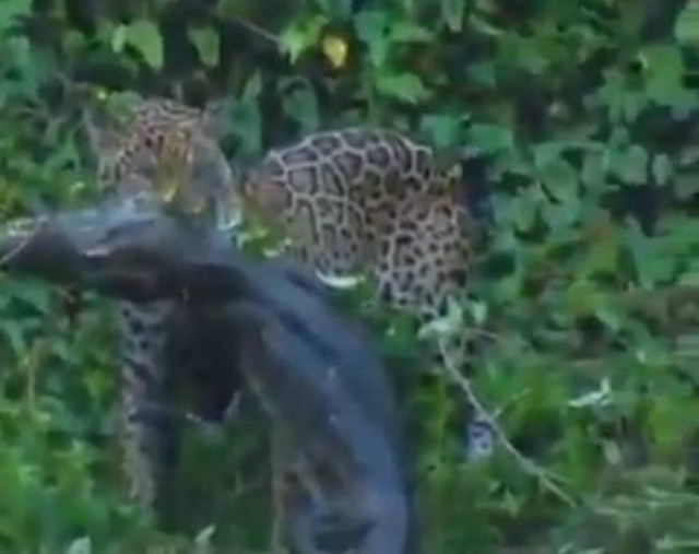 Βίντεο:Τζάγκουαρ σκοτώνει κροκόδειλο