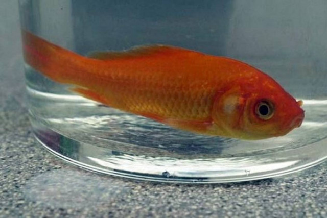 Σκότωσε τον φίλο του γιατί πέθανε το χρυσόψαρο