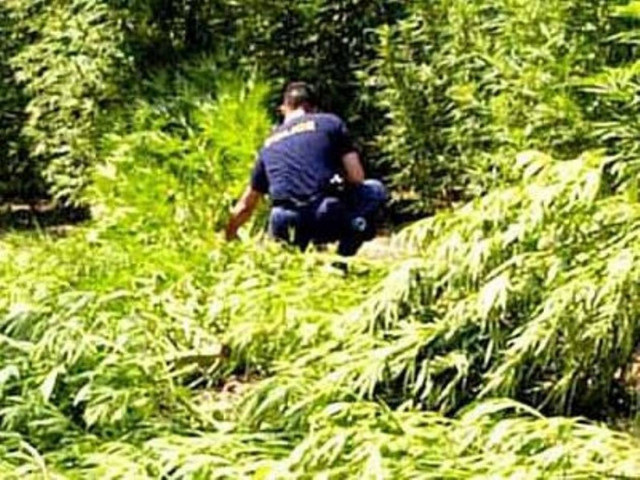 Καλλιεργούσε 31 δενδρύλλια κάνναβης στο χωράφι του!