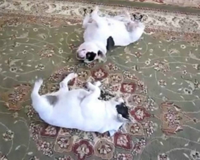 Κλάψτε από το γέλιο: Δύο bulldogs χορεύουν... Twist!