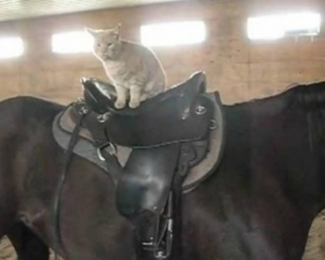 Γάτο να κάνει ιππασία έχεις δει; Κι όμως...