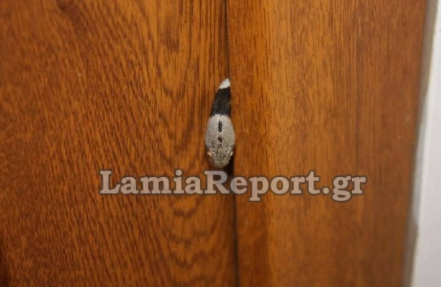 Το φίδι «πιάστηκε» στην …πόρτα!