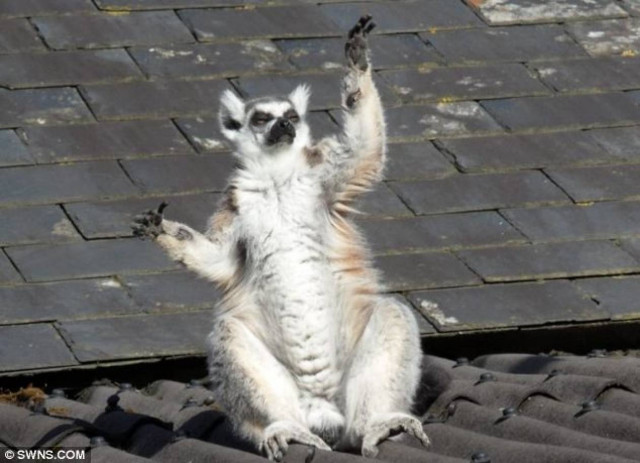 Ο άτακτος λεμούριος