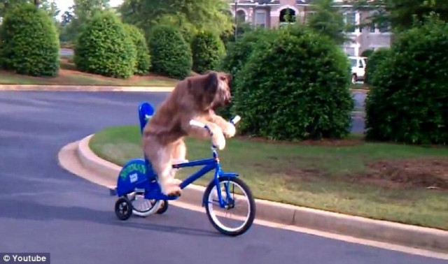 Ο σκύλος που κάνει ποδήλατο