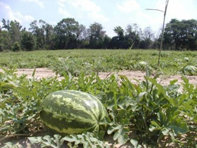 Χαλάζι στην Ηλεία κατέστρεψε τις καλλιέργειες καρπουζιού