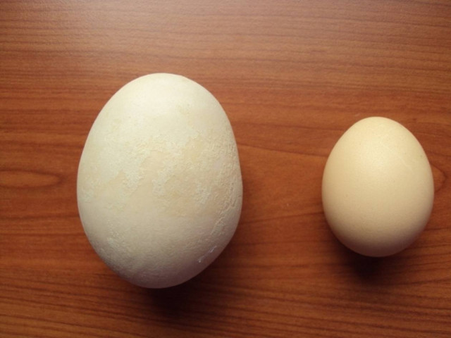 Γιγαντιαίο αυγό στην Κρήτη!