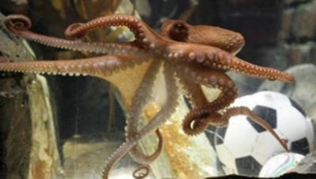 Ο Πολ έγινε… γουρούνι