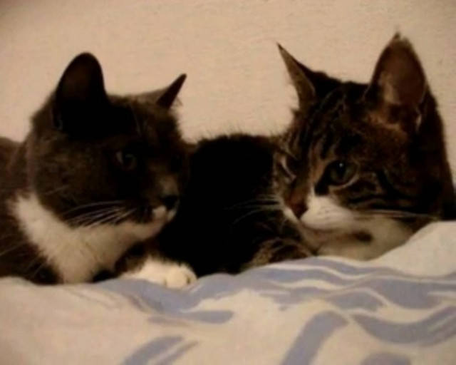Τι συζητάνε δυο γάτες;
