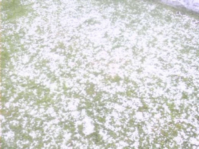 Λάρισα: Ζημιές σε καλλιέργειες από το χαλάζι