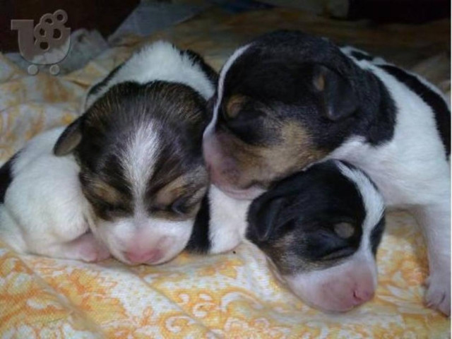 Δηλητηρίασαν κουταβάκια σε θεραπευτήριο αναπήρων!