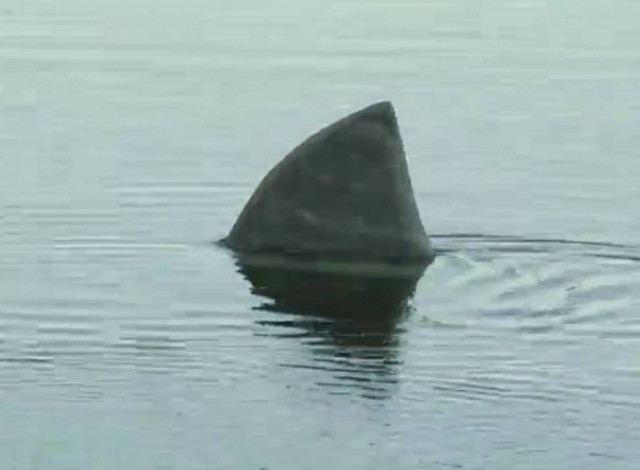 Βίντεο: Ξεκαρδιστική φάρσα με καρχαρία