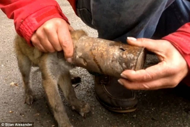 Η αλεπού που σφήνωσε στην κονσέρβα (φωτο)