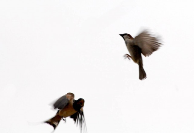 Καβγάς χελιδονιών για μια θέση στο …καλώδιο (φωτο)