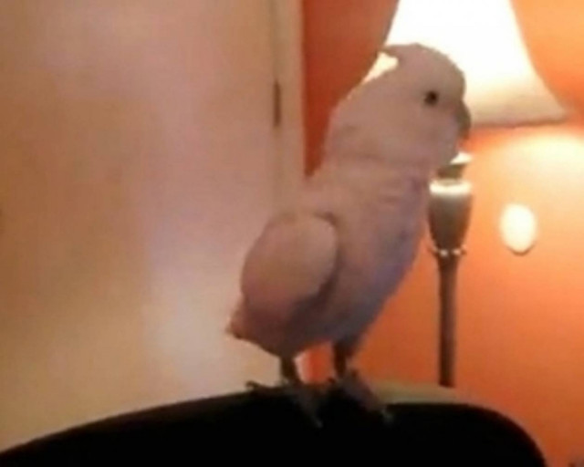 Παπαγάλος που ραπάρει υπάρχει; Κι όμως!