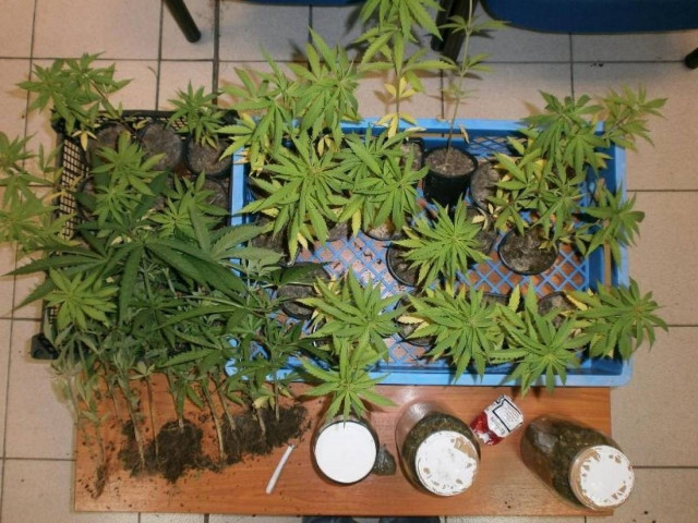 Καλλιεργούσε στο ποιμνιοστάσιο του 51 δενδρύλλια κάνναβης!