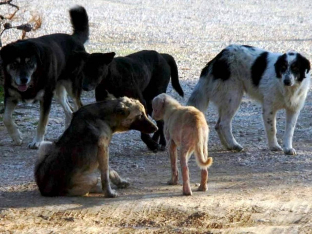 Καταγγελία σοκ για αλλοδαπούς που τρώνε αδέσποτα!