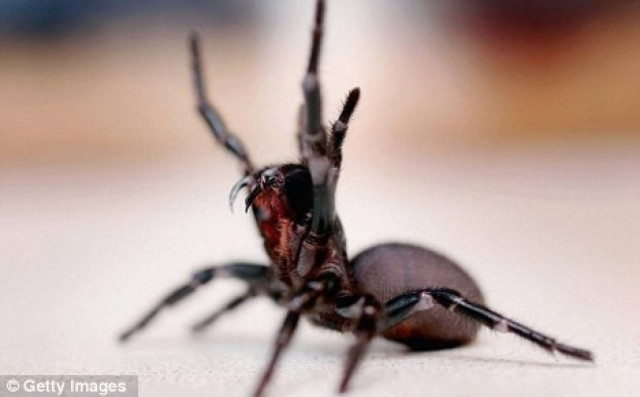 Δυο νεκροί από τσίμπημα αράχνης