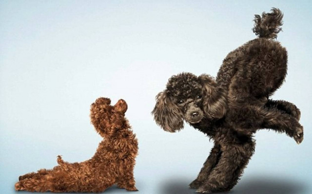 Ζώα που κάνουν γυμναστική (φωτο)