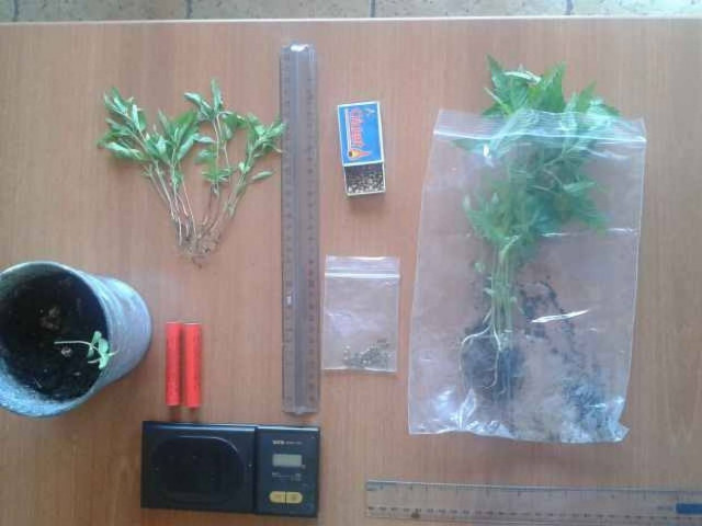 Τη συνέλαβαν για μικροποσότητα κάνναβης και βρήκαν… καλλιέργεια!