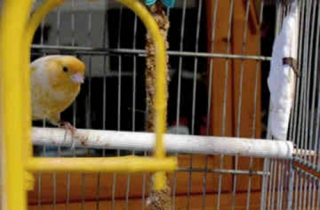 Πήγε να ταΐσει το καναρίνι αλλά εκείνο είχε γίνει ήδη... γεύμα