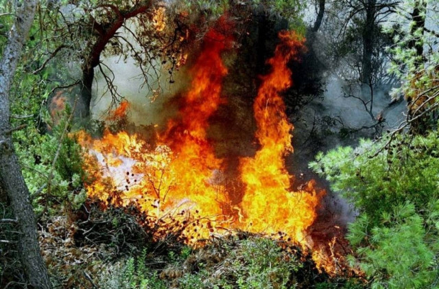 Σε εξέλιξη πυρκαγιά στην Αργολίδα