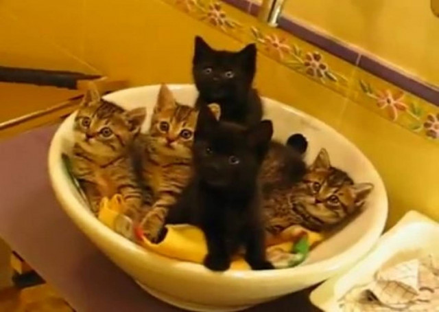 Βίντεο: Ο απόλυτος συγχρονισμός