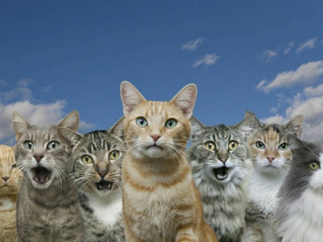 Βίντεο: Χώρισε τη γυναίκα του επειδή είχε 550 γάτες!