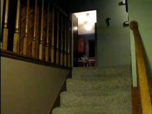 Βίντεο: Τι κάνει ένα νεογέννητο γουρουνάκι για να φάει!