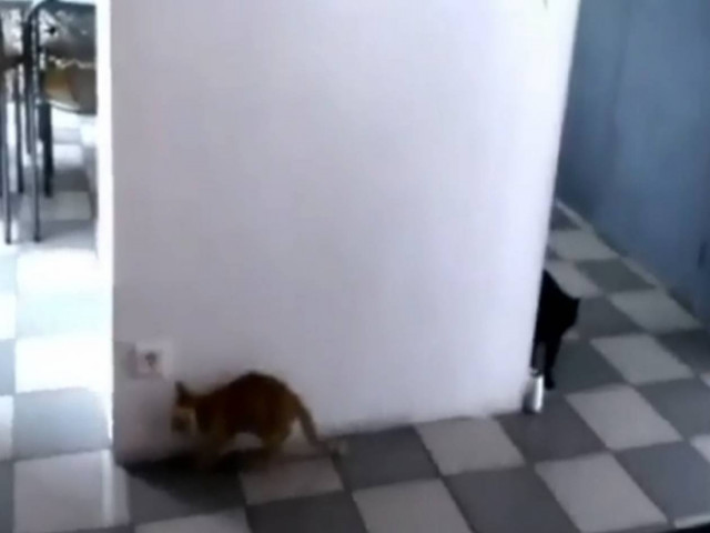 Ξεκαρδιστικό βίντεο: Γατάκια-νίντζα παίζουν κρυφτό