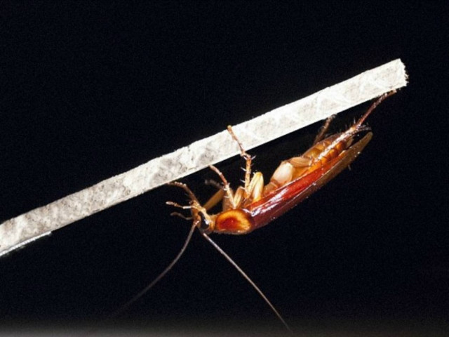 Απίθανο βίντεο: Πώς οι κατσαρίδες αποφεύγουν μια παντόφλα!